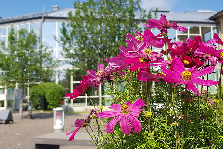 lila blommor utanför hus med många fönster